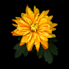 chrysanth 1