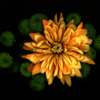 chrysanth 2