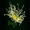 chrysanth 3