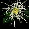 chrysanth 4