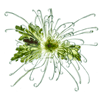 chrysanth starburst 1