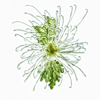 chrysanth starburst 2
