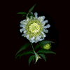 pincushion flower 2