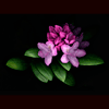rhododendron 1