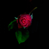 roses 1