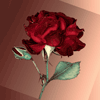 roses 4
