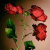 roses 6
