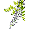 wisteria 1