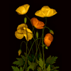yellow poppies 2